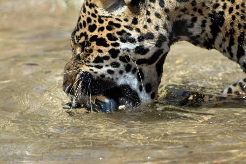 sdzoo: How to catch a fish in 4 easy steps by Nindiri the jaguar (pics by Nancie Cunningham Casey)