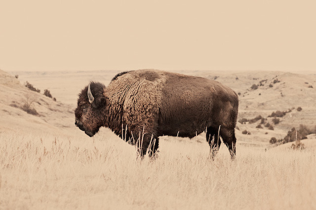 culturenlifestyle:  Impressive Animal Portraits by Troy Moth Photographer Troy