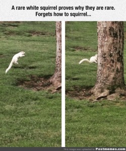 postmemes:  Apparently White Squirrels Can’t Jump