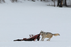  Gray wolf (Canis lupus) feeding on bison carcass by Dan Dzurisin 