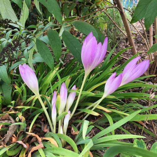 Before the deluge. Hoping these autumn crocus is not too battered this morning and that no one suffe