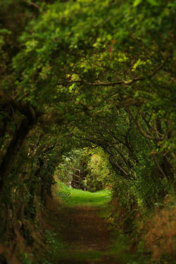 ethereo:  The Hedge Tunnel via 500px    