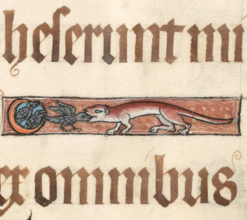 ancientreader: discardingimages: interlinear weasel Luttrell Psalter, England ca. 1325-1340 British 