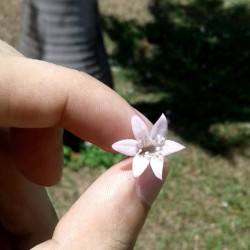 &ldquo;Disse a flor para o pequeno príncipe: é preciso que eu suporte duas ou três larvas se quiser conhecer as borboletas.&rdquo;