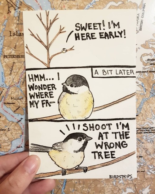 Bird no. 173. Which tree?.I hate when this happens&hellip; and when you don&rsquo;t have data on you