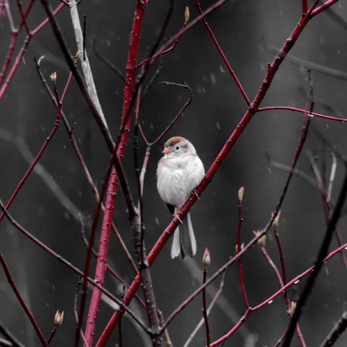 On another cold, rainy, utterly dreary day, a sparrow perches; wondering when spring will come. 