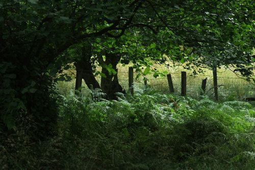 Where the wild fenceposts roam <3 #FencepostOfTheWeek