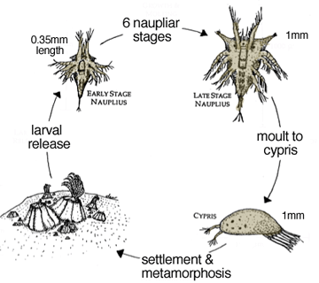 Barnacle Larvae