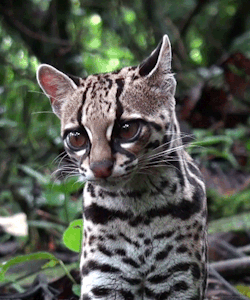 deitydreams:  biomorphosis:  Margay is a mammal that belongs to family of cats. They are shy and spend most of the time above trees and prefers life in evergreen forests.  Unlike other cats, Margay is able to move down the tree, with its head going