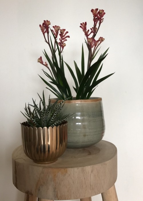 plantinghuman: Just bought some new plants and planters. I am so happy with my Kangaroo Paw (Anigoza