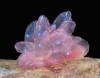 isopoducky:the cyerce elegans sea slug srsly has no business looking this ethereal