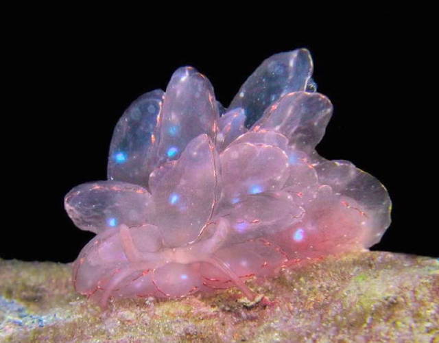 XXX isopoducky:the cyerce elegans sea slug srsly photo