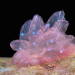 isopoducky:the cyerce elegans sea slug srsly has no business looking this ethereal