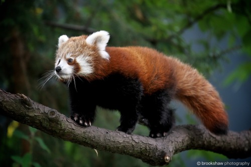 brookshawphotography: A gorgeous Red Panda Cub at Chester Zoo…