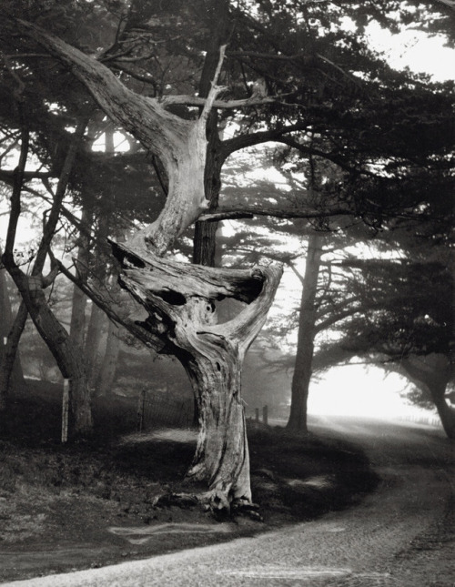 joeinct:Ghost Tree, Photo by Paul Outerbridge, 1951 ❤⚘