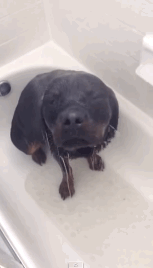 mashable:  Lena the Rottweiler totally understands your love of a nice, relaxing