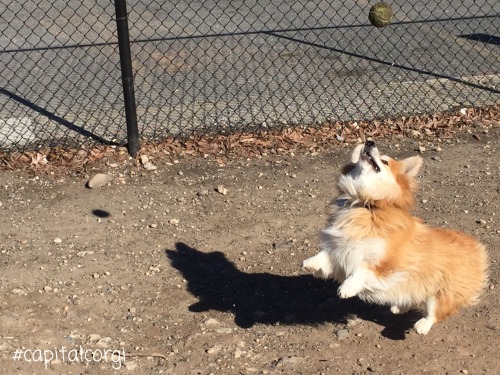 The ball got stuck in the air again&hellip; Kangaroo mode – engage!