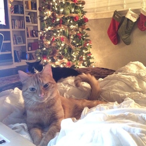 taylorcthomas:A little christmas cheer from Daphne & Reesey. #vscocam #daphnepaschal #reeseypasc