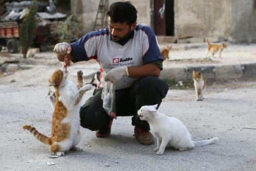 catsbeaversandducks: Alaa, an ambulance driver, feeds cats in Masaken Hanano in Aleppo. Alaa buys ab