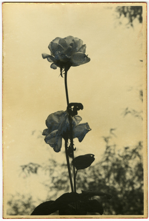 Botanical garden flowers, 2017. Hand colored and toned gelatin silver print.