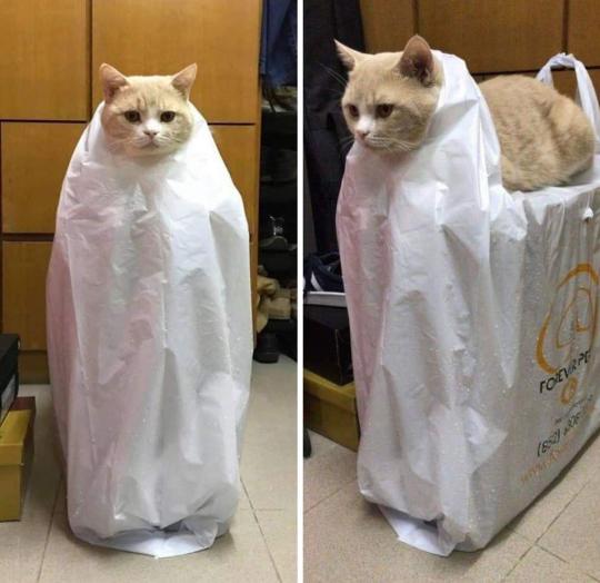 catasters: