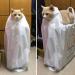 catasters: