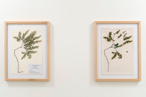 Carrie Allison | BEADED BOTANICALS. 2018/19Beaded Botanicals is a series of seven beaded specimen re