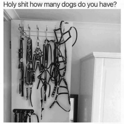 livingfucktoys:  Dogs?  No.. that’s just what I might have in just my carry on, Fucktoy!