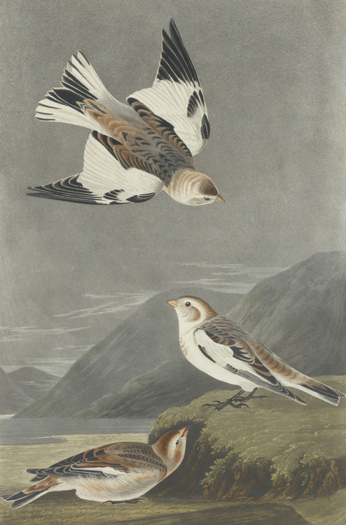 clawmarks:Robert Havell after John James Audubon - Snow Bunting - 1834 - via NGA