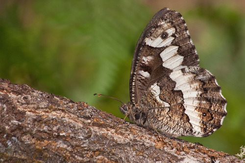 Camuflagem / Camouflage by Armando Caldas on Flickr.Brintesia circe