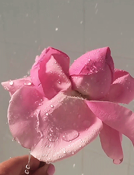 inkxlenses:Rose Pirouette | by brrch_floral