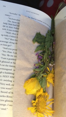 punchinella49:  Flowers, books, and comfy