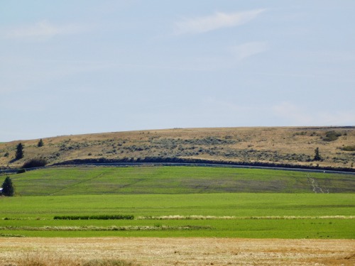 Horizontals XXV - Fields and Waste Ground in Autumn, Waterville Plateau, Douglas County, Washington,