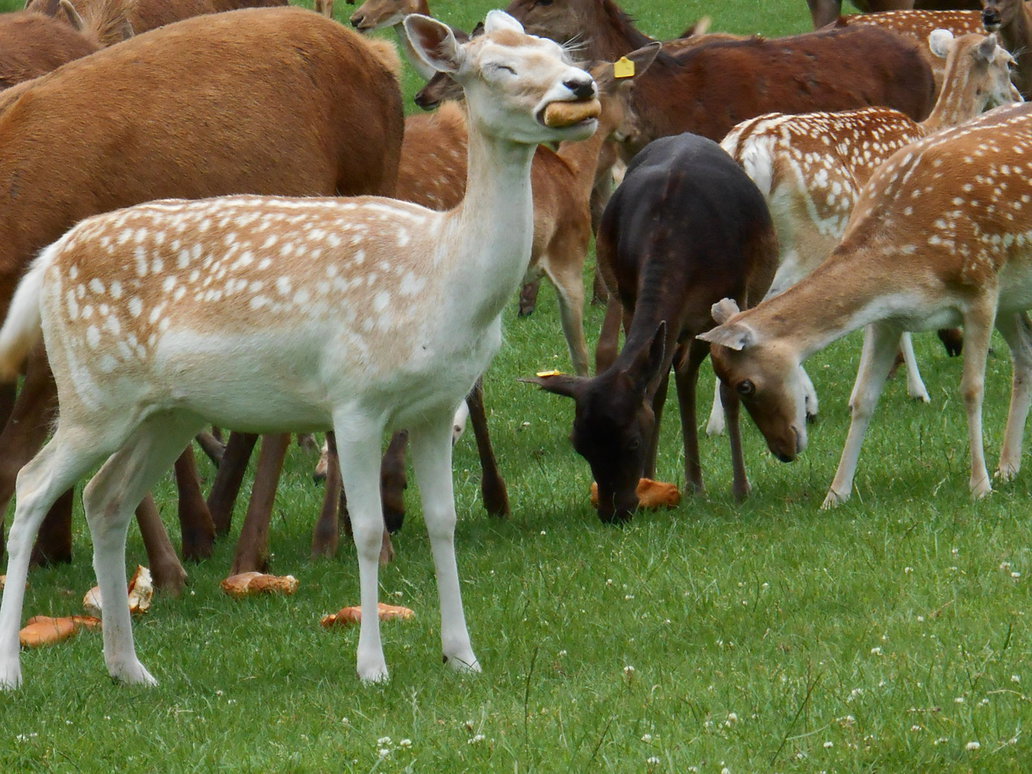 furything:  deer eating bread 