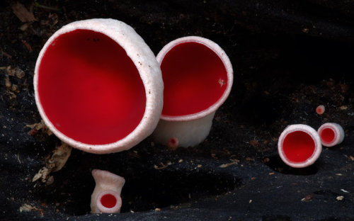 fungifanatics: Sarcoscypha coccinea, commonly known as the scarlet elf cup, scarlet elf cap, or the 