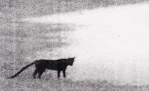 cryptid-wendigo:The Beast of Bodmin Moor is a British Big Cat...