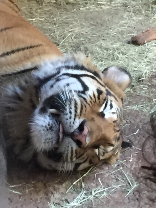 We decided to get some fresh air at the Zoo. Even caught a little sleepy blemp.