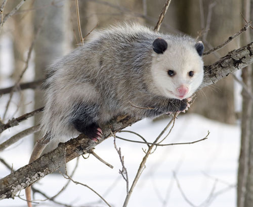 cool-critters: Virginia opossum (Didelphis virginiana) The Virginia opossum is the only marsupial fo