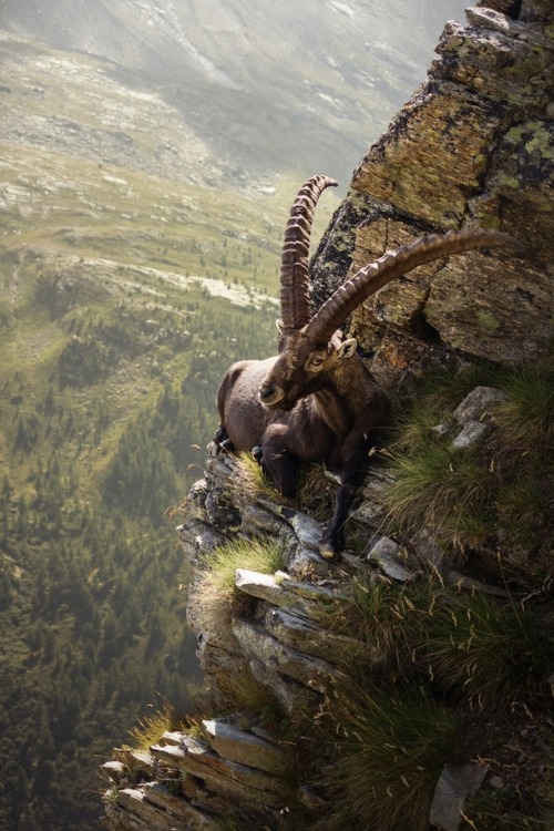 photorator:  Mongolian Ibex