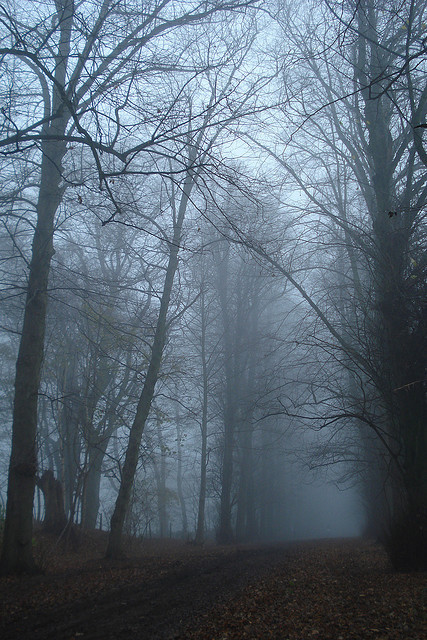 cozyautumnchills:  Winter morning by net_efekt on Flickr.