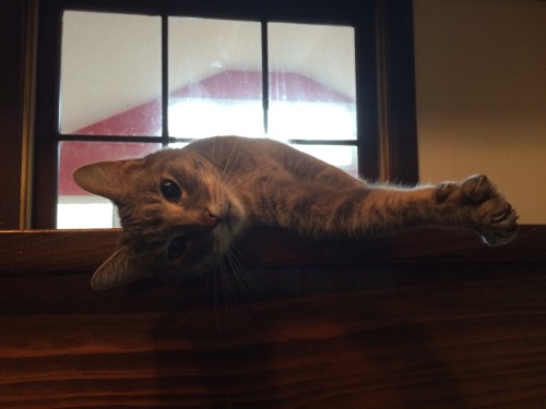 allcreaturessmall:Happy Caturday! Today I’m sharing pics of all of my personal and current foster ca