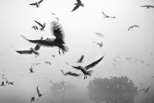 Porn Pics water-aesthetics:Migratory Birds by geeta_maurya