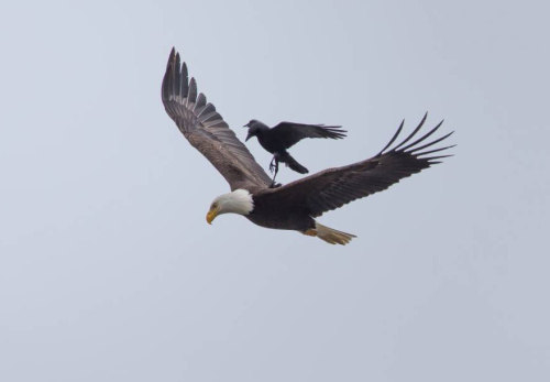 wtbw:  Crow Rides On The Back Of An Eagle In Once-In-A-Lifetime Photos(via Crow Rides On The Back Of An Eagle In Once-In-A-Lifetime Photos | Bored Panda)