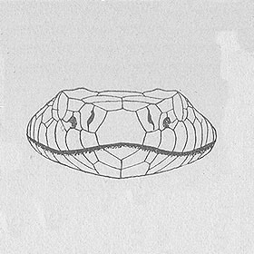 tupinambeast:Drawings illustrating the difference in headshape between the venomous