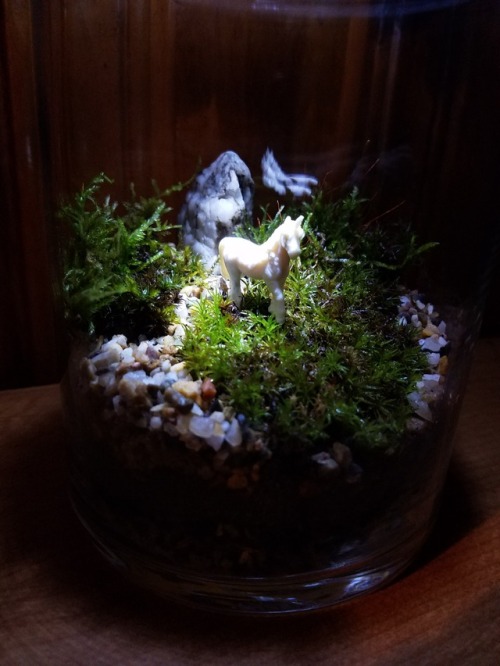 carrioncoyote - I freshened up my first terrarium today. I really...