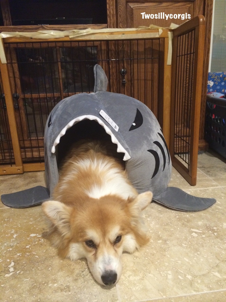 twosillycorgis:Jiggles got eaten by the shark