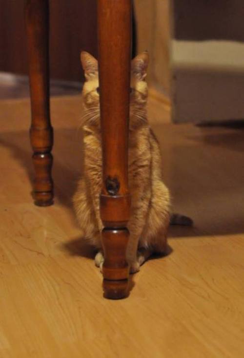 dstod:  &ldquo;Has anyone seen the cat?&rdquo;  How I feel&hellip;