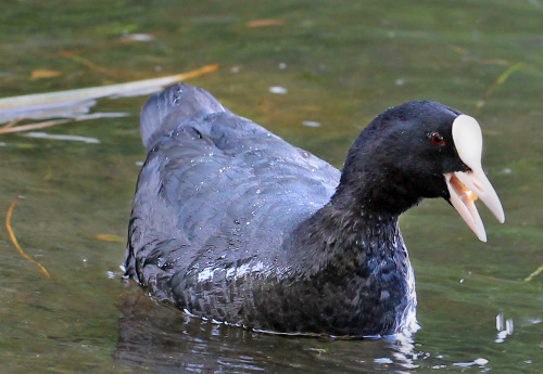 Eurasian Coot.