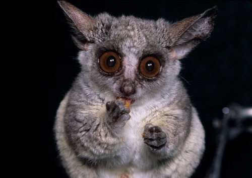 cool-critters:Mohol bushbaby (Galago moholi)The mohol bushbaby is a species of primate in the Galagi