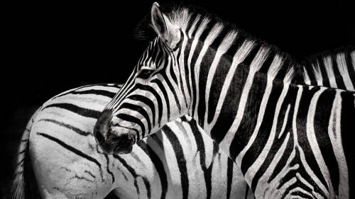  The Majestic Zen Zebraby Al Chemist ©